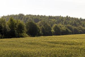 ett jordbruks fält var mogning flingor vete växer foto