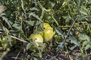 grön omogen tomater i de växthus foto