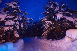 vinter- natt landskap natur skog foto