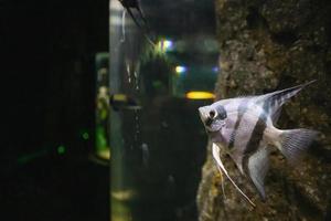 akvarium ängel fisk i tank foto