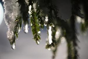 träd täckt med nysnö på vinternatten foto