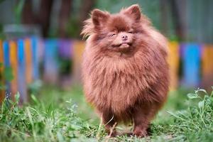 pomeranian spets brun hund i trädgård foto