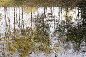 abstrakt träd reflexion på krusigt vatten yta foto