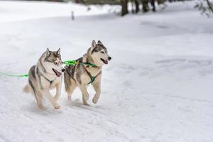 slädhundkapplöpning. husky slädhundar team i sele köra och dra hundförare. Vintersportmästerskapstävling. foto