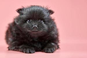 pomeranian spets valp, kopia Plats på rosa bakgrund foto