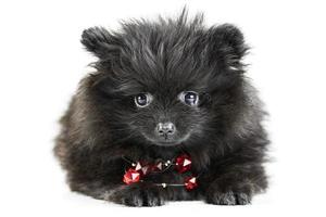 pomeranian valp spets, isolerat foto