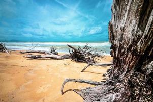 död- träd på skön strand foto