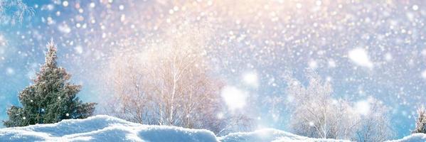 frusen vinterskog med snötäckta träd. foto