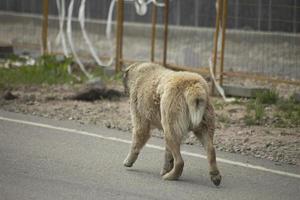 stor herrelös hund promenader ner väg. alabai på gata. foto