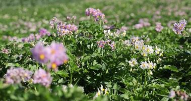 potatis fält med grön buskar av blommande potatisar foto