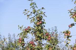 äpple skörda i de äpple fruktträdgård foto