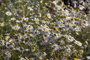 en stor siffra av vit daisy foto