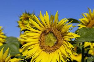 skön blomning gul solrosor i de sommar foto