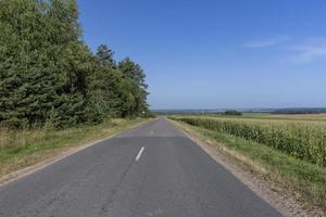 asfalterad väg genom de skog foto