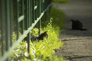 svart kattunge på solig Spår. kattunge spelar i gård. hemlös sällskapsdjur är jakt. foto