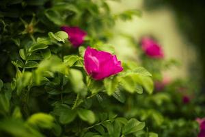 buske reste sig i parkera. scharlakansrött blomma. naturlig bakgrund. foto