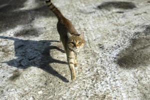 katt på gata. herrelös katt på väg. foto