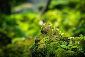 vacker ljusgrön mossa uppvuxen täcker de grova stenarna foto
