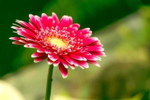 vattenfärg stil bild av en färsk rosa gerbera blomma i de trädgård. foto