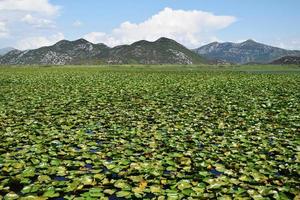 skadar sjö i monte , bevuxen med vatten liljor foto