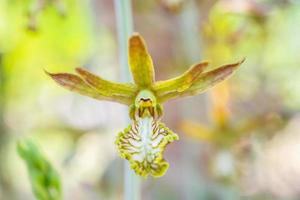 vild jord orkide blomma stänga upp foto