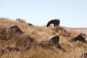 häst betar i zorats karer i armenia foto