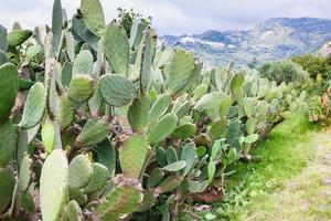 kaktus plantage i trädgård i sicilien foto