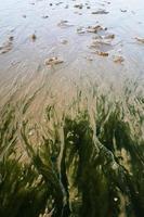 naturlig mönster på sand strand under kväll ebb foto