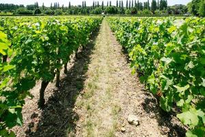 se av vingård i val de loire område av Frankrike foto