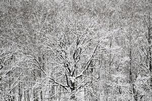 ovan se av snö ek och björk skog foto