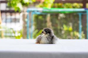 svart baby australorp brud sitter på vitt tyg täcker bordet med bokeh och suddig trädgård på ett utomhusfält foto