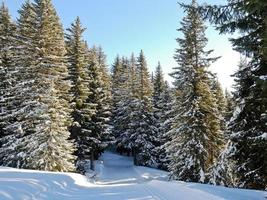 åka skidor springa i snö skog på fjäll, Frankrike foto