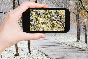 bild av först snö på träd i urban parkera foto