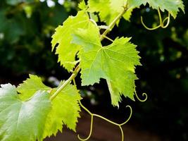 vin leafs i sicilien foto