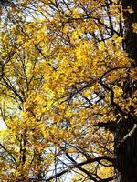 gul ek grenar upplyst förbi solljus i höst foto