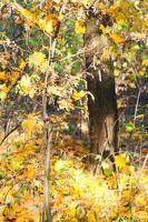 blad falla säsong i skog i solig höst foto