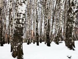 bar träd trunkar i urban björk parkera foto