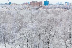 stad och snö skog i vinter- dag foto