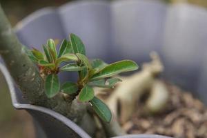 dekorativ växt adenium obesum i en pott foto