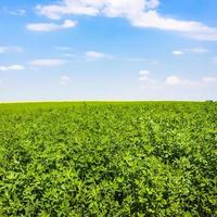 medicago växt på grön fält under blå himmel foto
