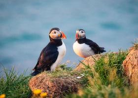 härlig par atlanten lunnefågel fågel eller fratercula arctica stående på de klippa förbi kustlinje på sommar i island foto