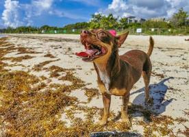 brun söt rolig hund spela lekfull på de strand Mexiko. foto