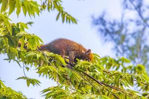 coati klättra träd grenar och Sök frukt tropisk djungel Mexiko. foto