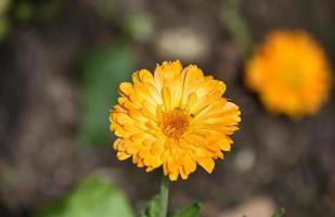 Söt blommande fästfrön blomma i en trädgård foto