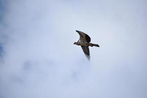 fiskgjuse flygande i främre av en stor moln foto