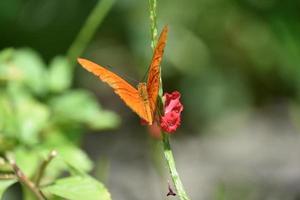 lysande orange fjäril i en trädgård med en röd blomma foto