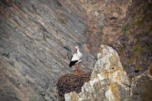 stork på en klippa på Västra kust av portugal foto