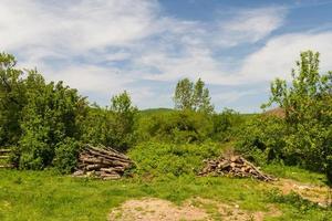 skog i istanbul foto