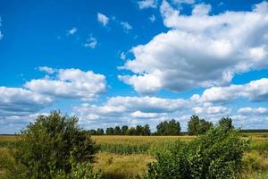 skön sommar landskap. himmel moln vete fält. foto