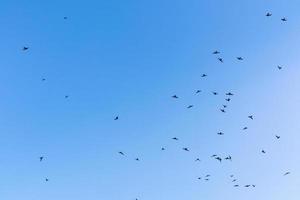 de fåglar är flygande på blå himmel, himmel bakgrund bild foto